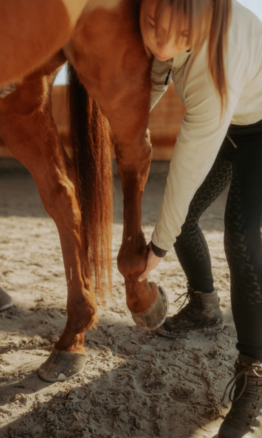 Behandlung eines Pferdes mit der Dorntherapie