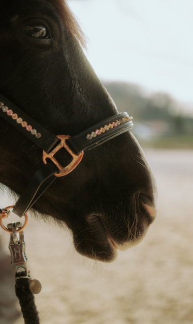 Pferd mit Glitzerhalfter