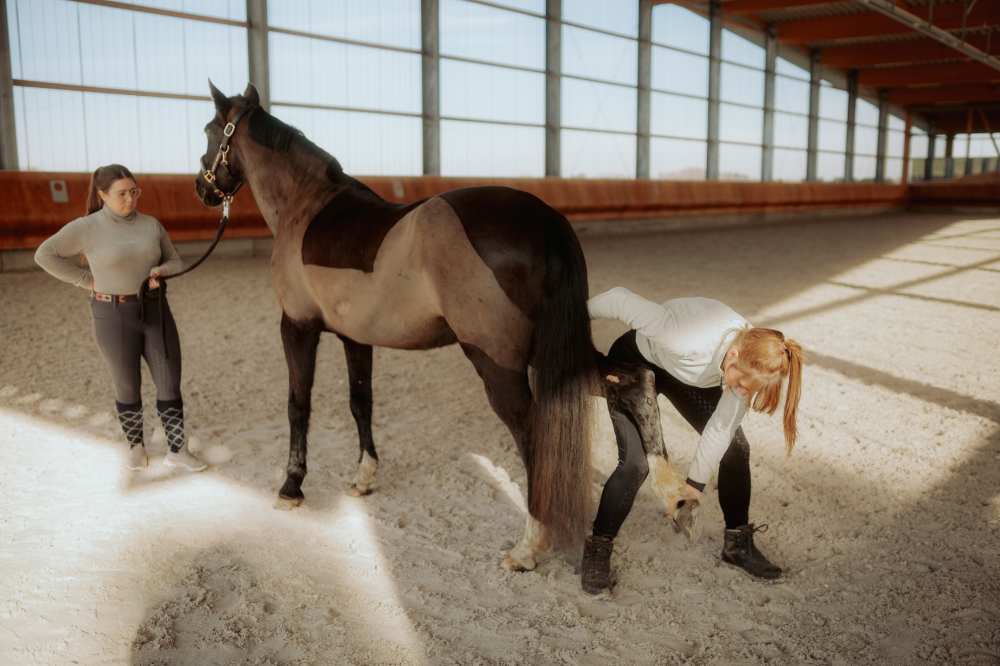 Physiotherapeutische Behandlung eines Pferdes durch Pferdephysiotherapeutin Dominique Leute