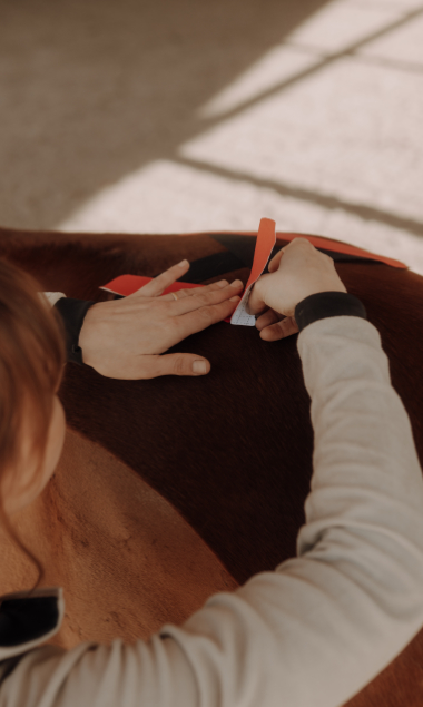 Taping der Hinterhand eines Pferdes