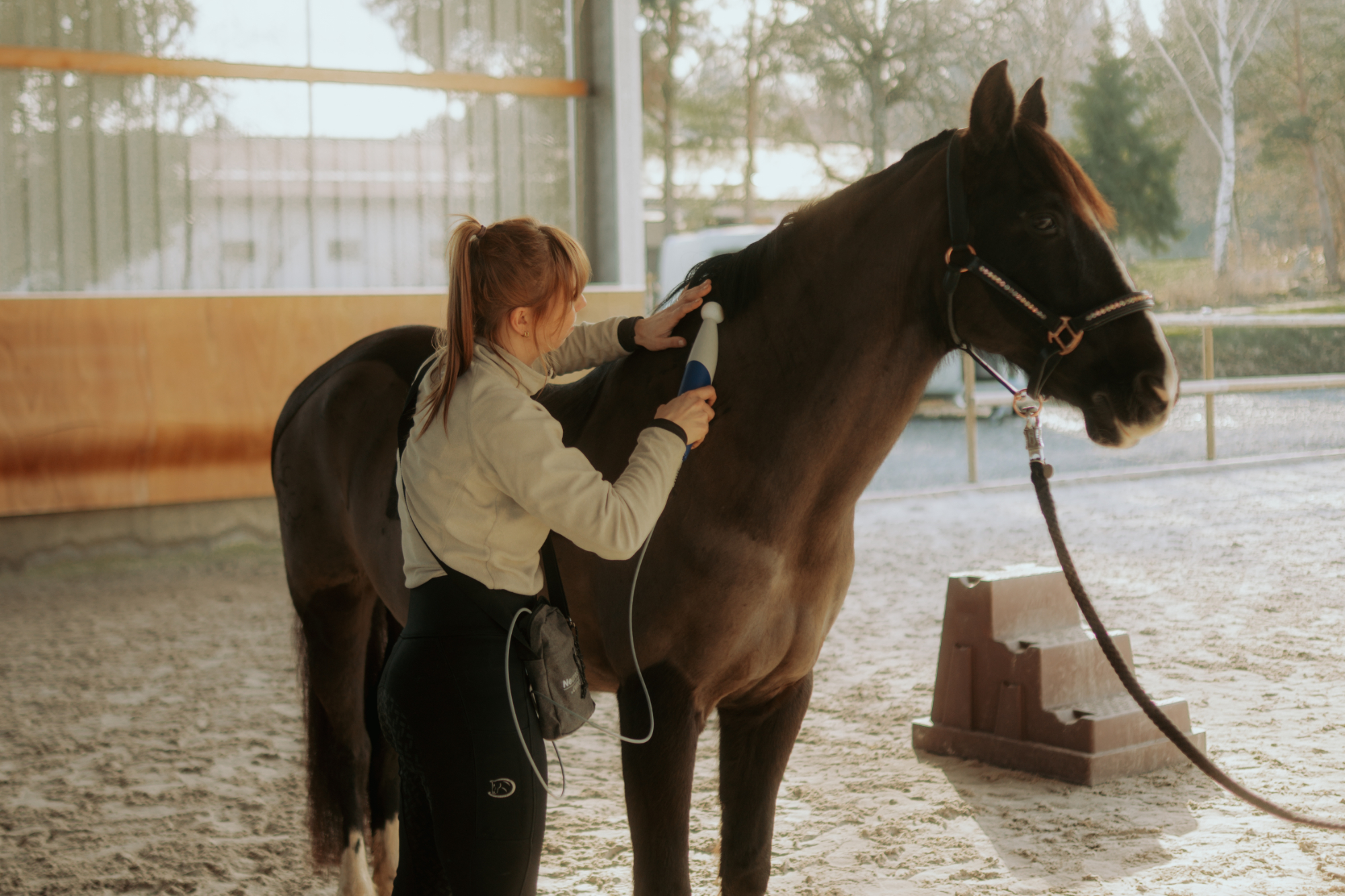 Physiotherapeutische Behandlung eines Pferdes